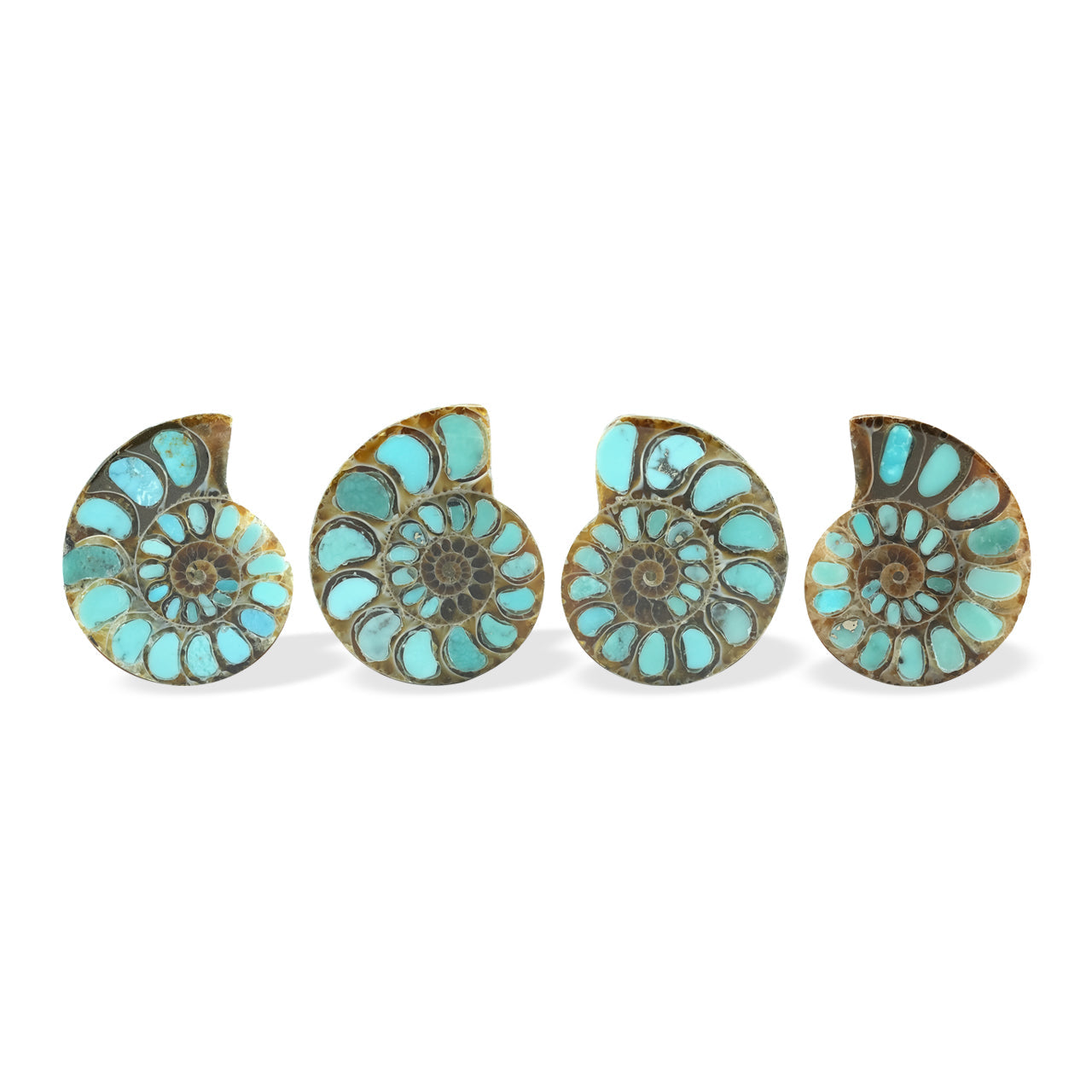 Starborn Ammonite with Turquoise Inlay Cabochon 29 - 30 mm, 1 Piece