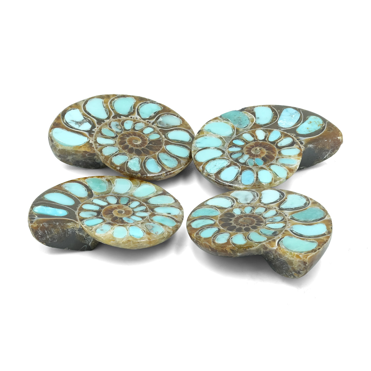 Starborn Ammonite with Turquoise Inlay Cabochon 29 - 30 mm, 1 Piece