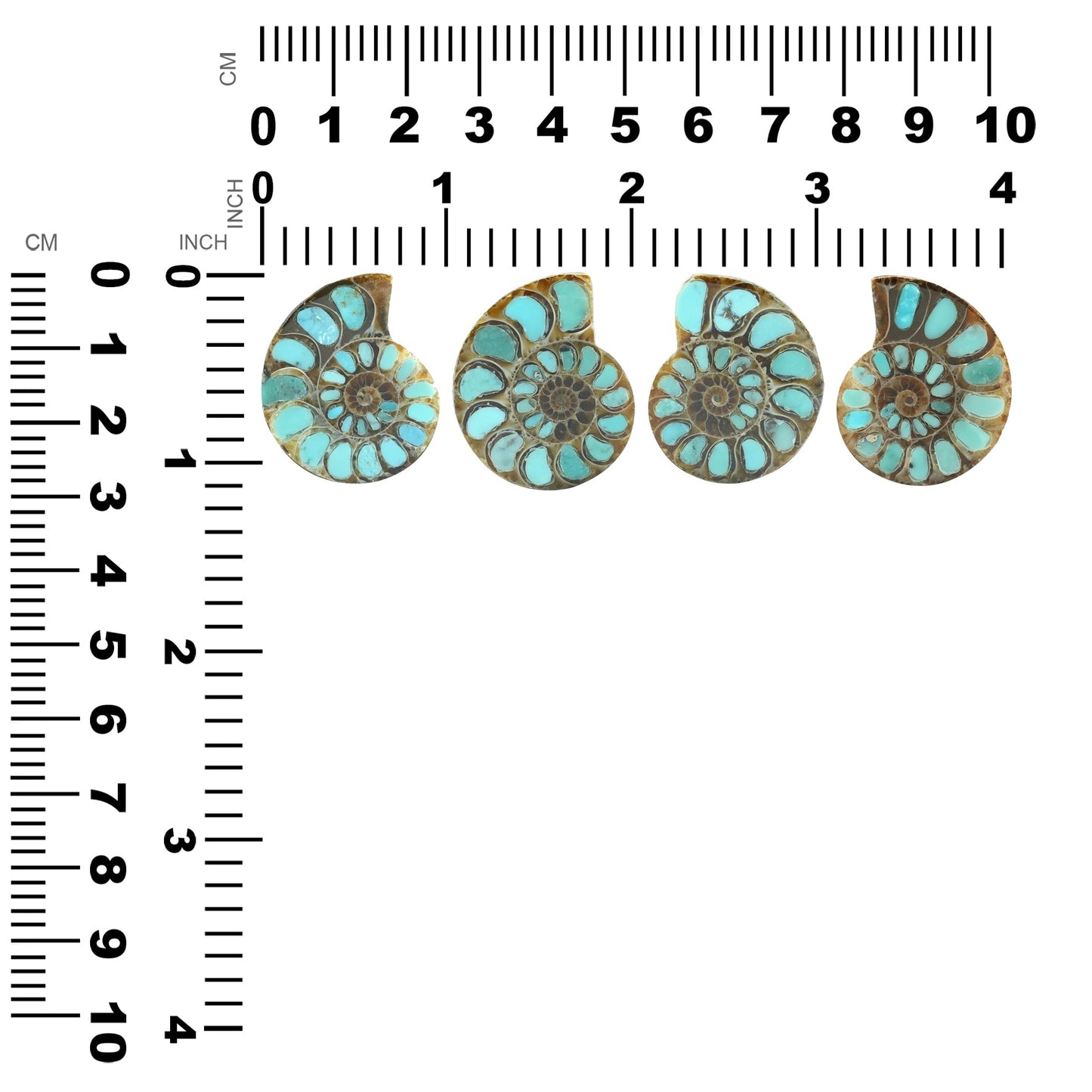 Starborn Ammonite with Turquoise Inlay Cabochon 29 - 30 mm, 1 Piece