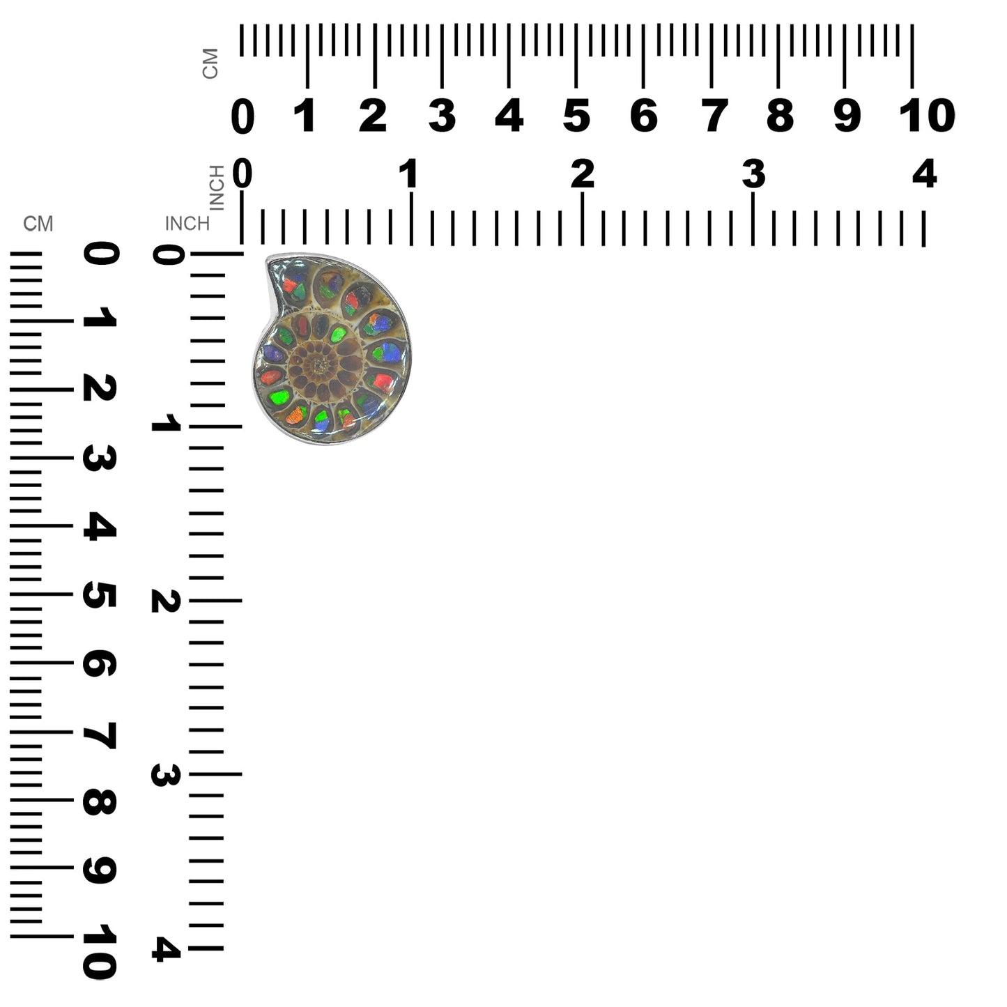 Starborn Ammonite with Ammolite Shell Inlay Ring in Sterling Silver