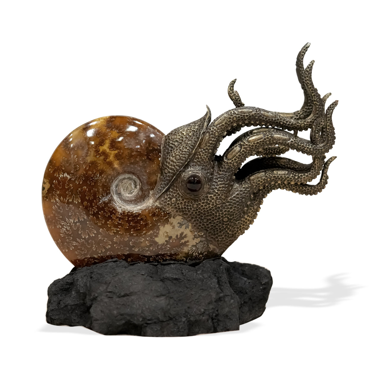 Starborn Fossilized Nautilus Ammonite Display