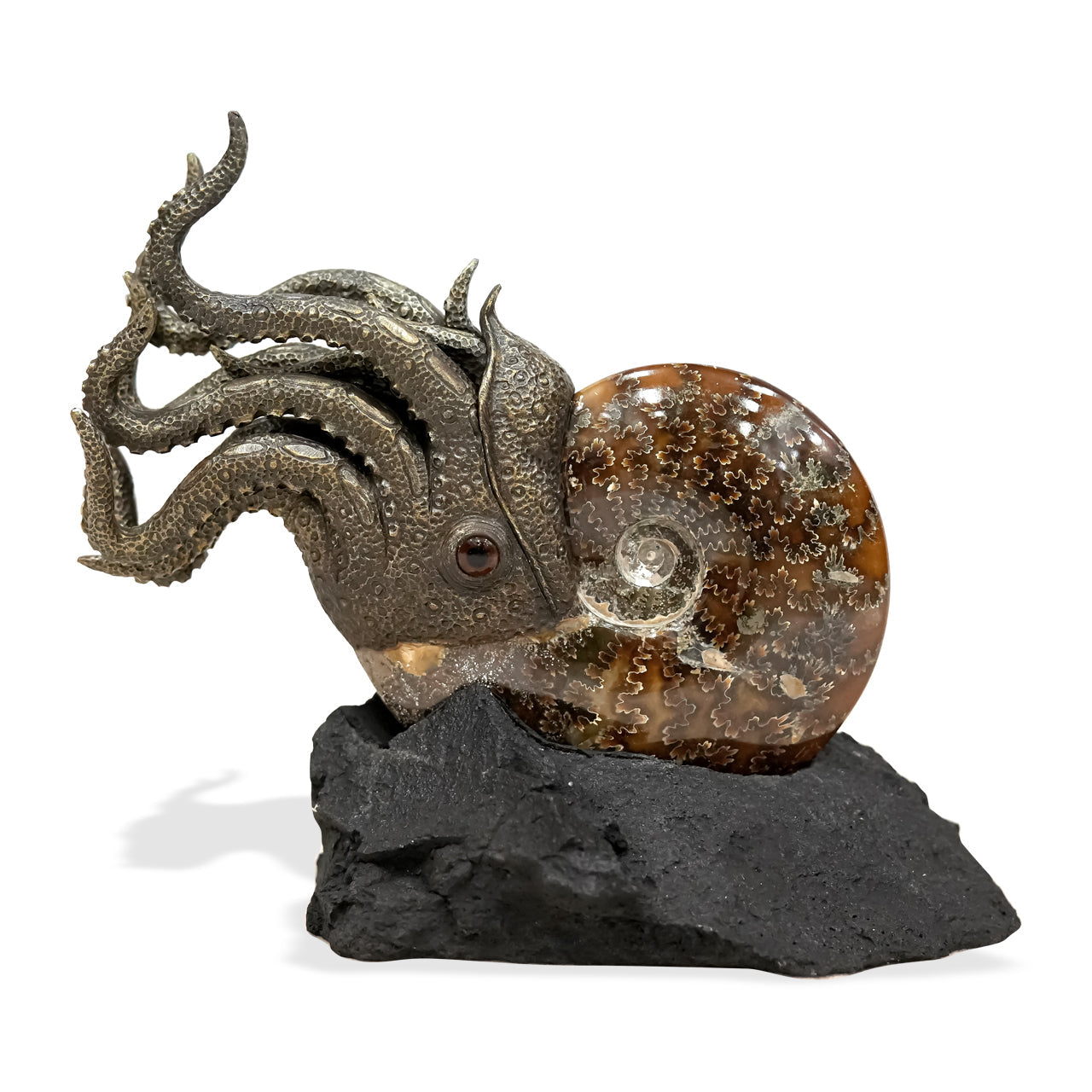 Starborn Fossilized Nautilus Ammonite Display
