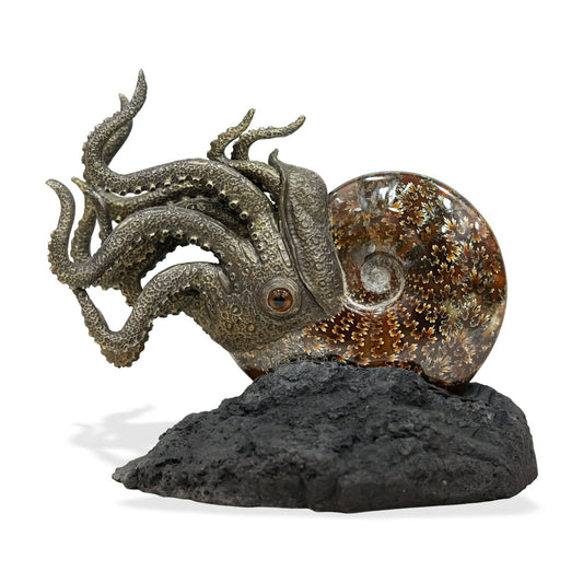 Starborn Fossilized Nautilus Ammonite Display