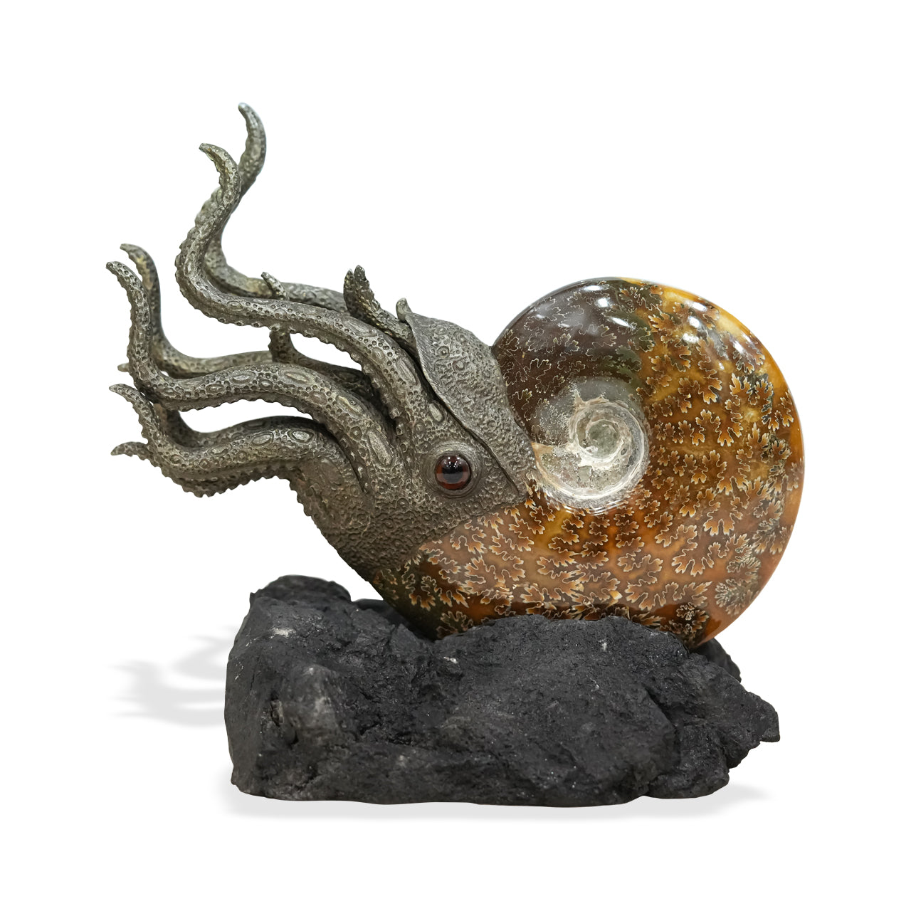 Starborn Fossilized Nautilus Ammonite Display