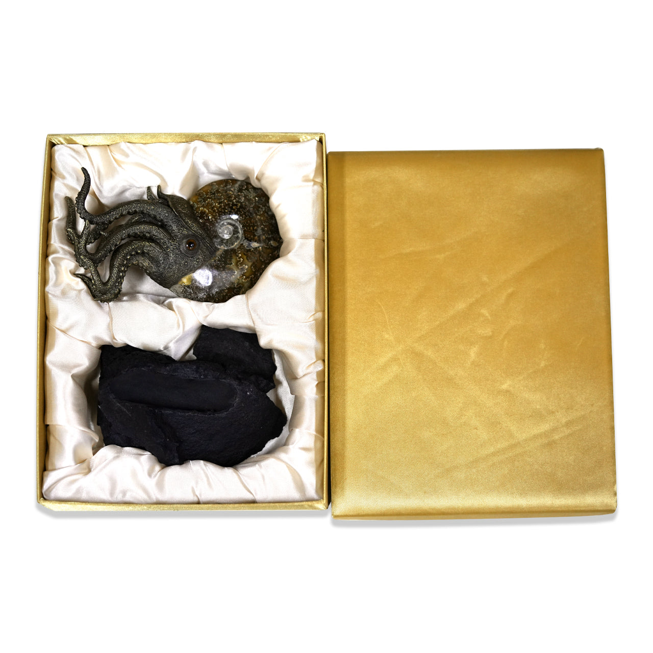 Starborn Fossilized Nautilus Ammonite Display