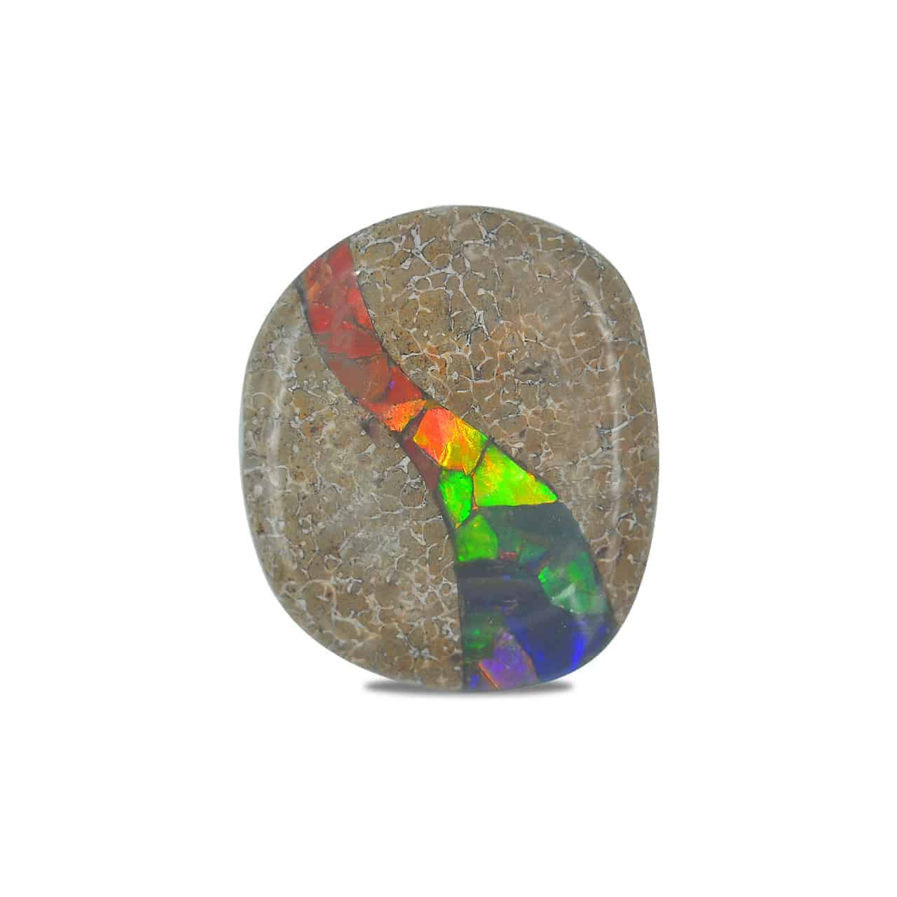 Starborn Fossil Dinosaur Bone with Ammolite Inlay Large Cabochon 30mm - 1 piece