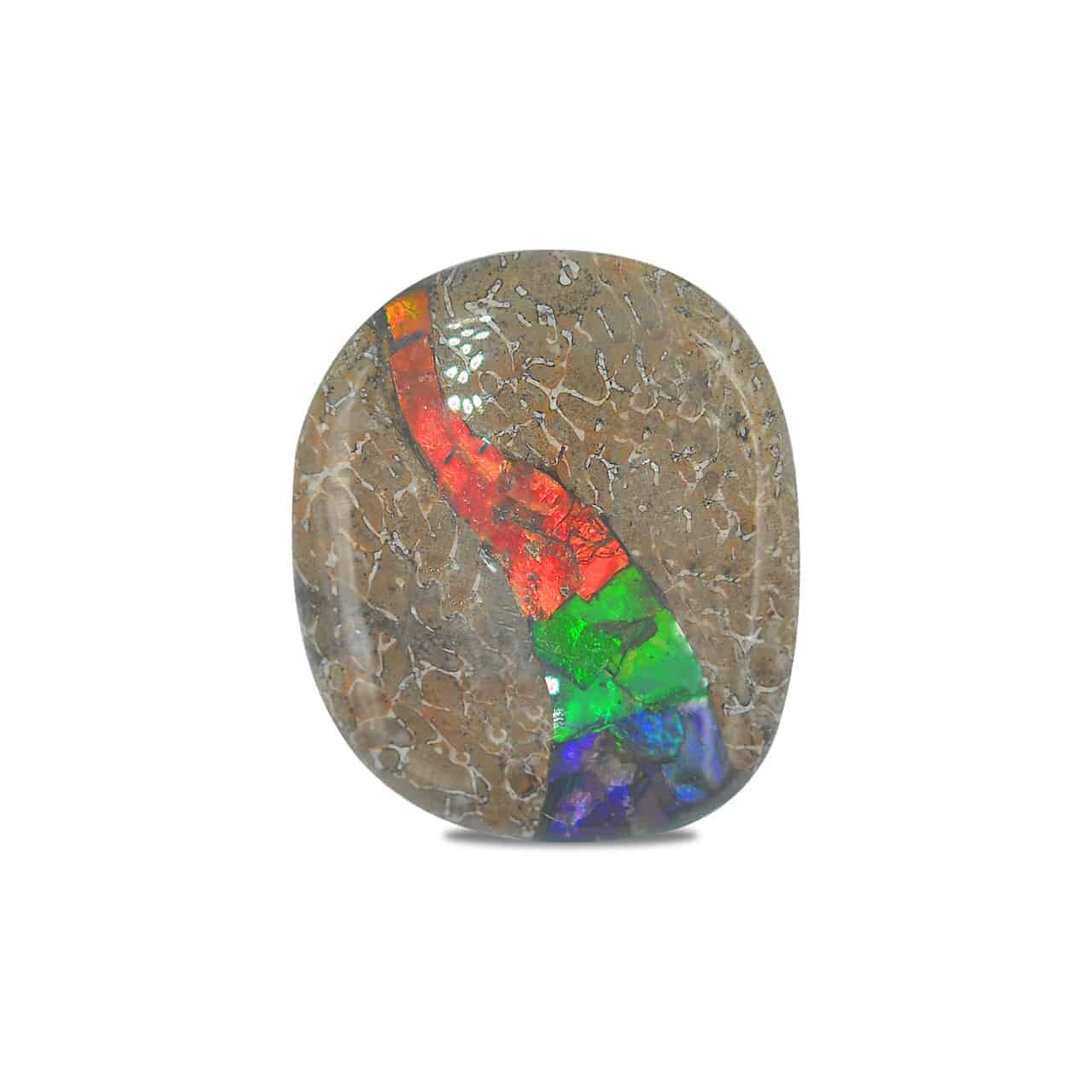 Starborn Fossil Dinosaur Bone with Ammolite Inlay Large Cabochon 30mm - 1 piece