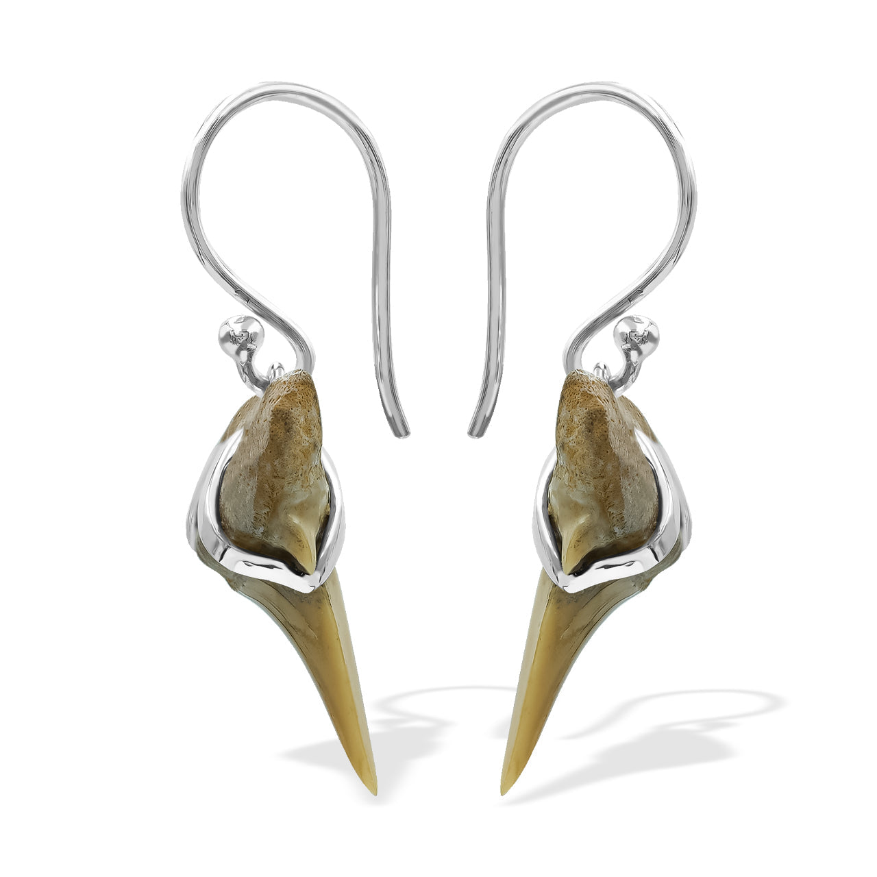 Starborn Light Fossil Shark Tooth Wire Wrap Dangle Earrings in Sterling Silver