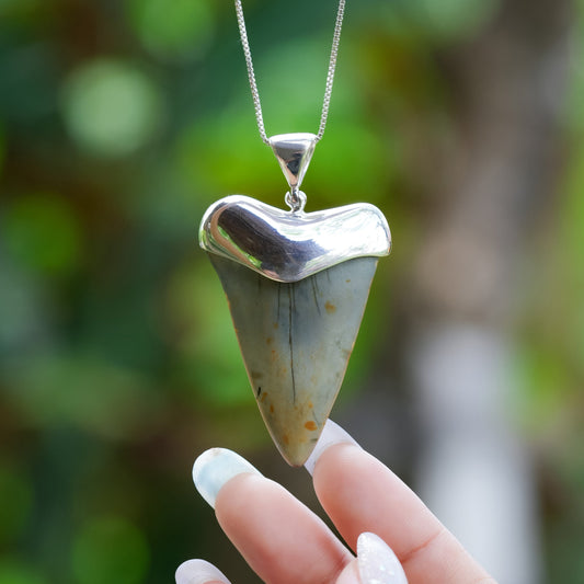 Starborn Dark Fossil Shark Tooth Cap Set Pendant in Fine Sterling Silver