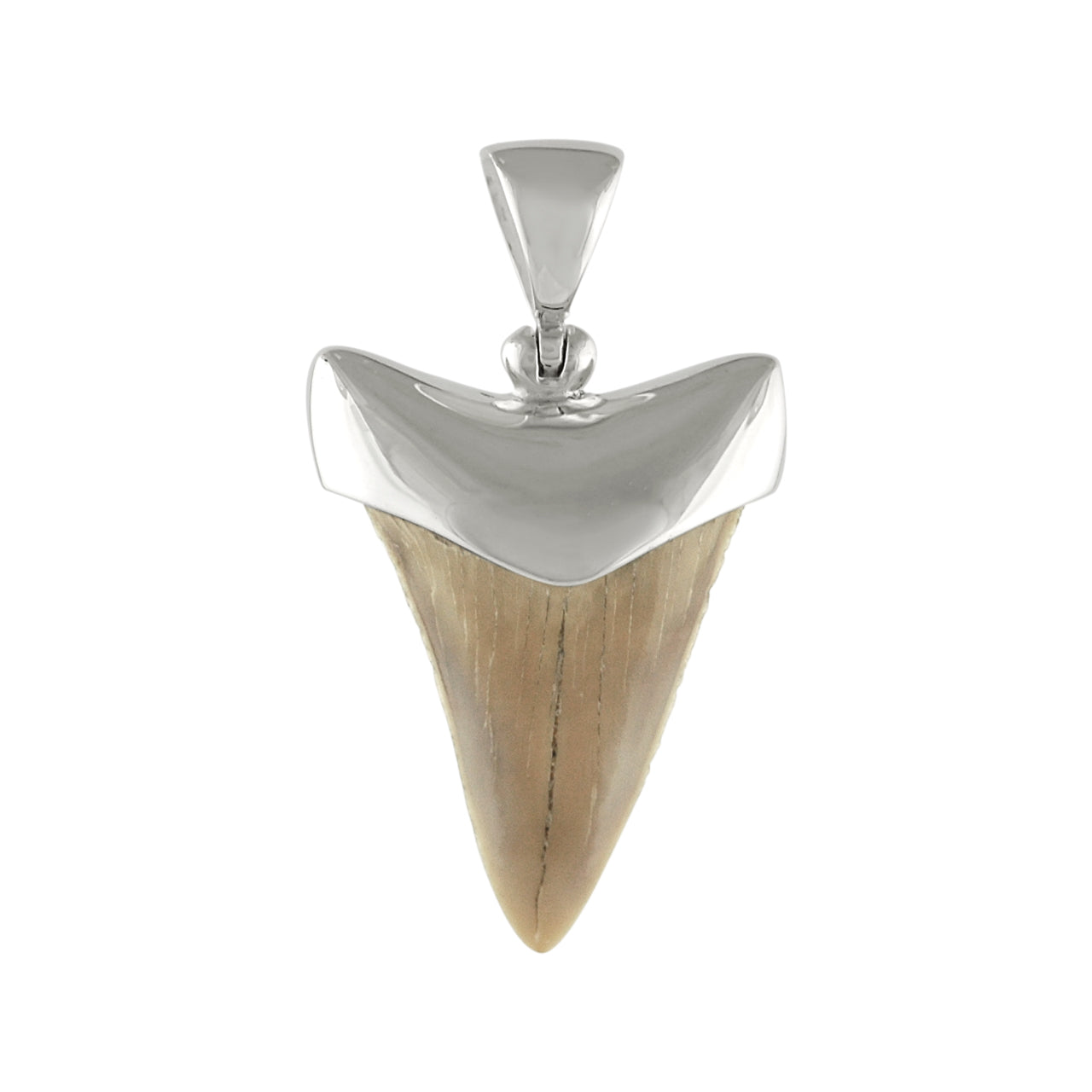 Starborn Light Fossil Shark Tooth Cap Set Pendant in Sterling Silver