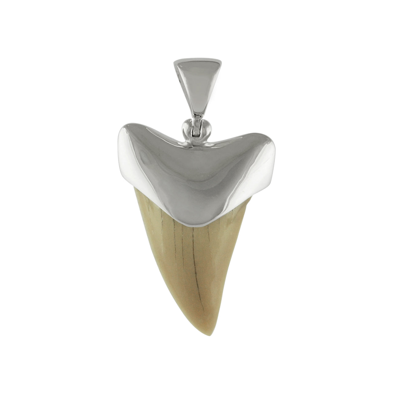 Starborn Light Fossil Shark Tooth Cap Set Pendant in Sterling Silver