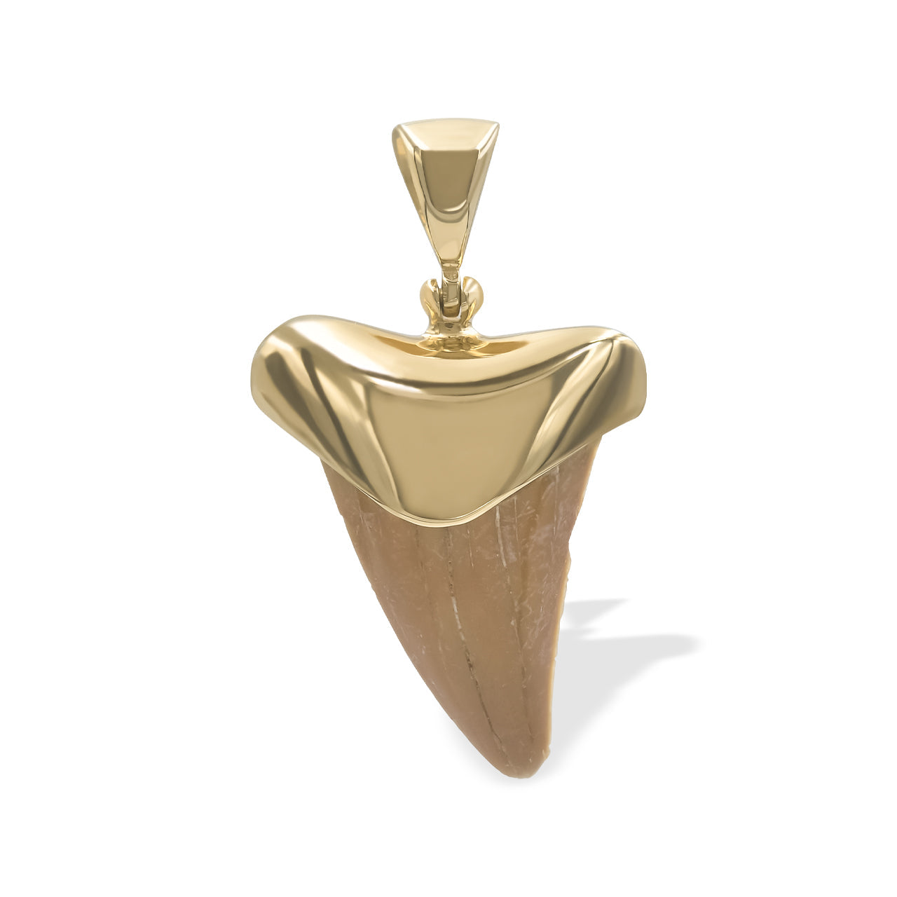 Starborn Light Fossil Shark Tooth Cap Set Pendant in 18k Gold Plated Brass