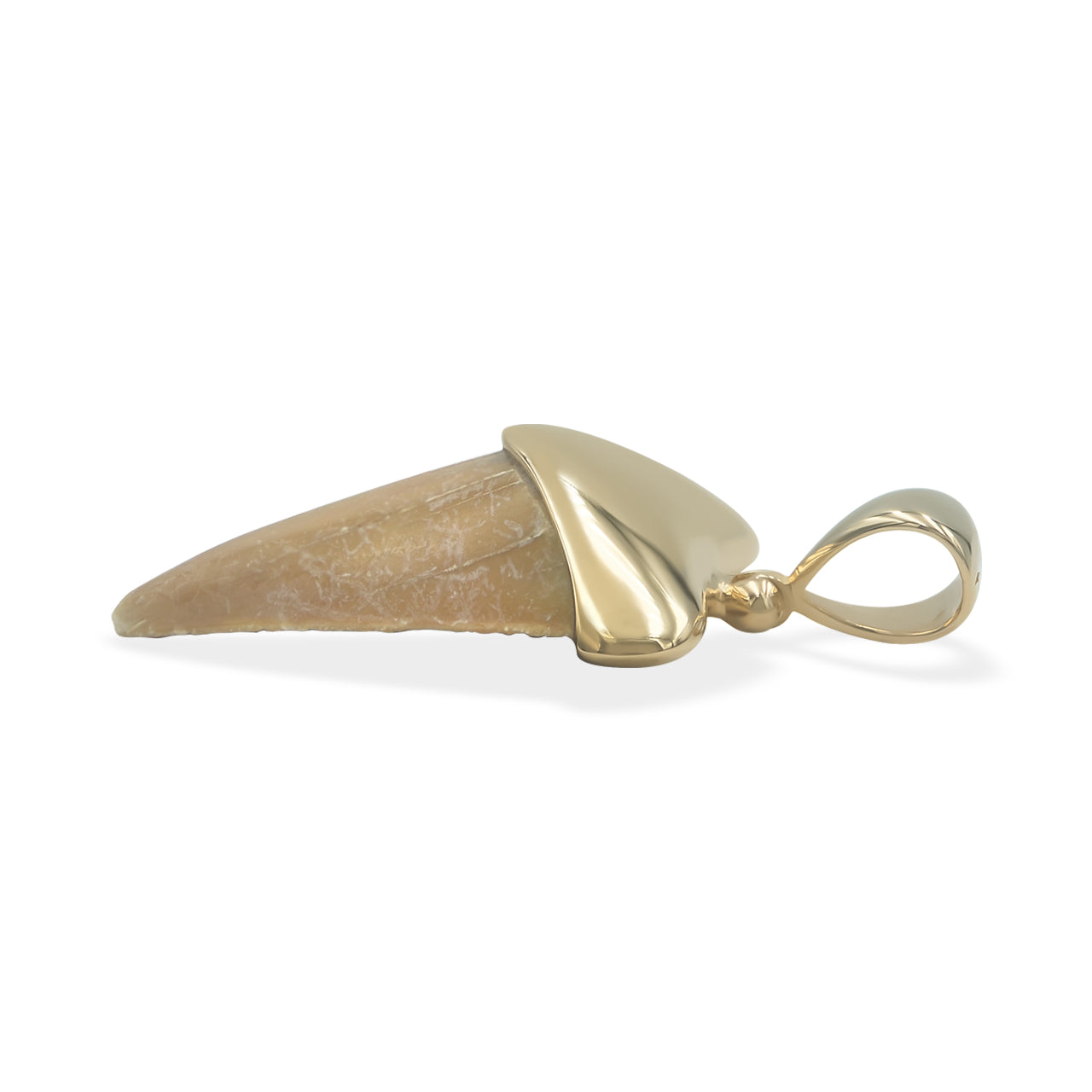 Starborn Light Fossil Shark Tooth Cap Set Pendant in 18k Gold Plated Brass