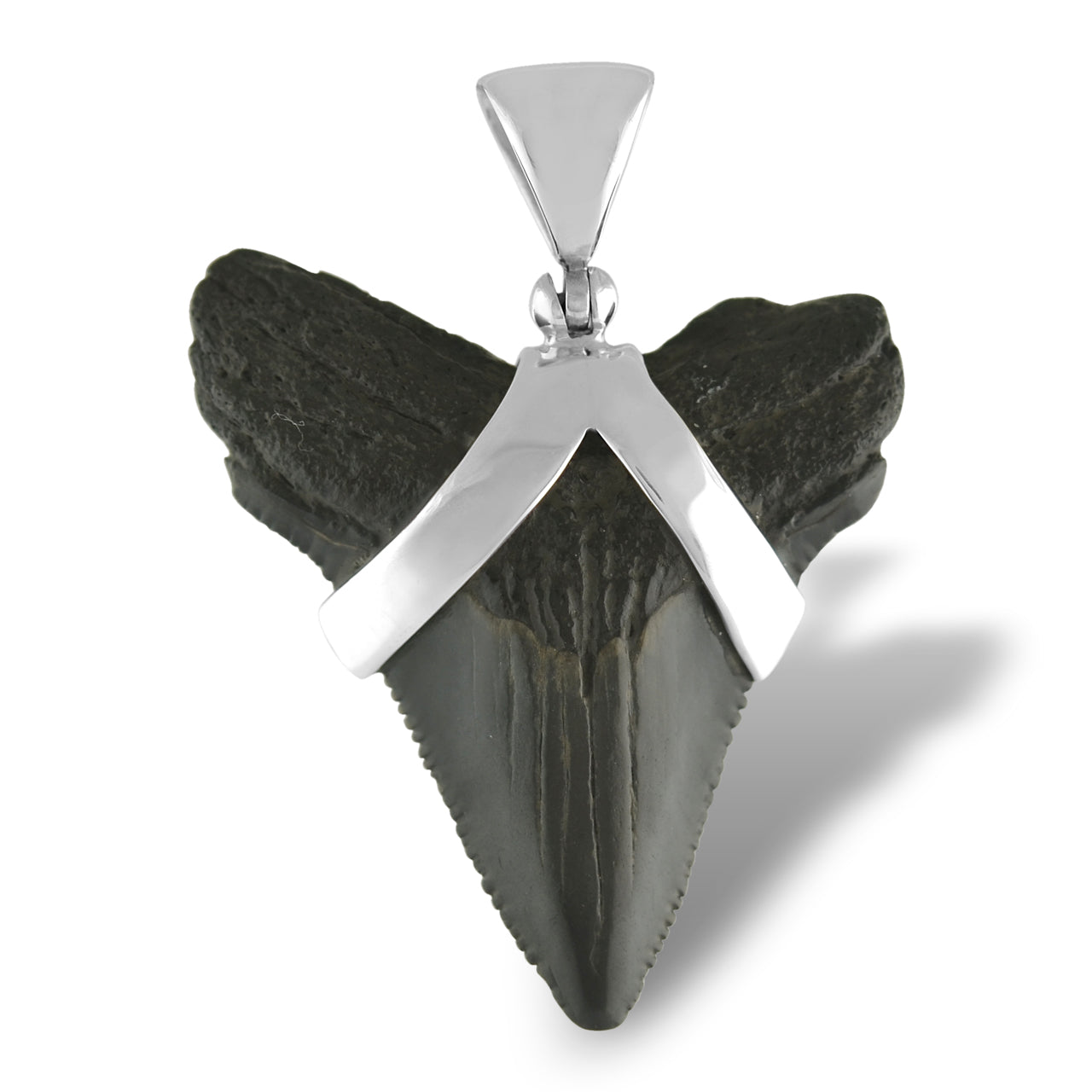Starborn Dark Fossil Shark Tooth Pendant in Sterling Silver
