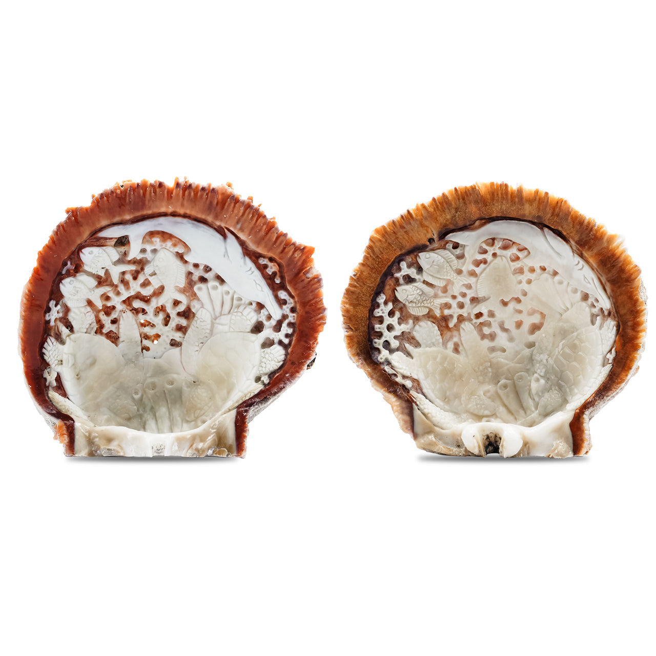 Starborn Hand Carved Spiney Oyster Shell Marine Life - 1 Piece