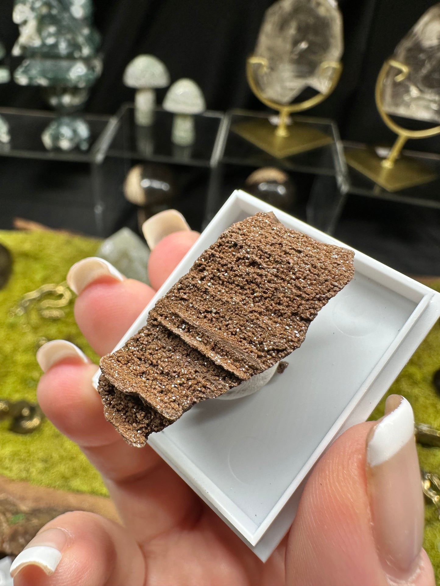 Permineralized Wood | Germany