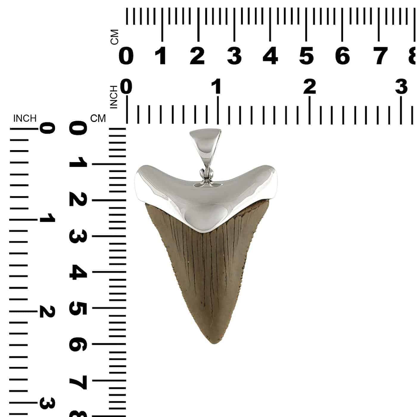Starborn Fossilized Shark Tooth Cap Set Pendant in Sterling Silver