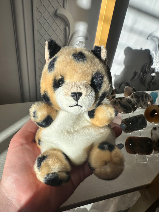 5” Chutney Cheetah Palm Palm