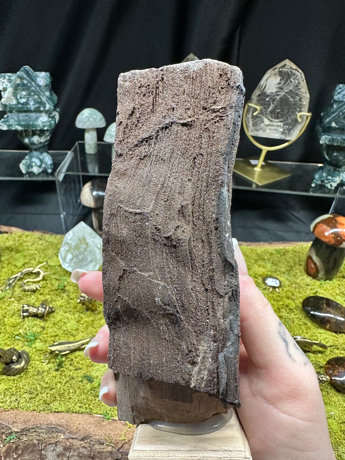 Permineralized Wood | Germany