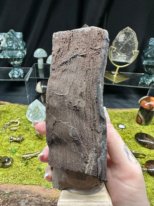 Permineralized Wood | Germany