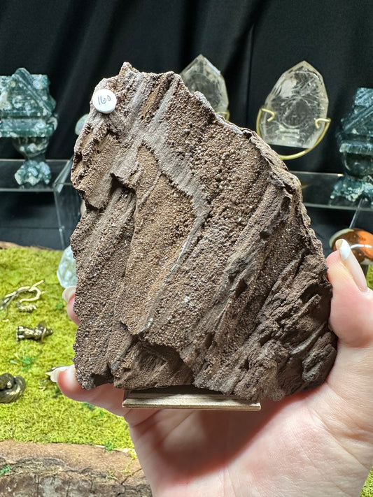 Permineralized Wood | Germany