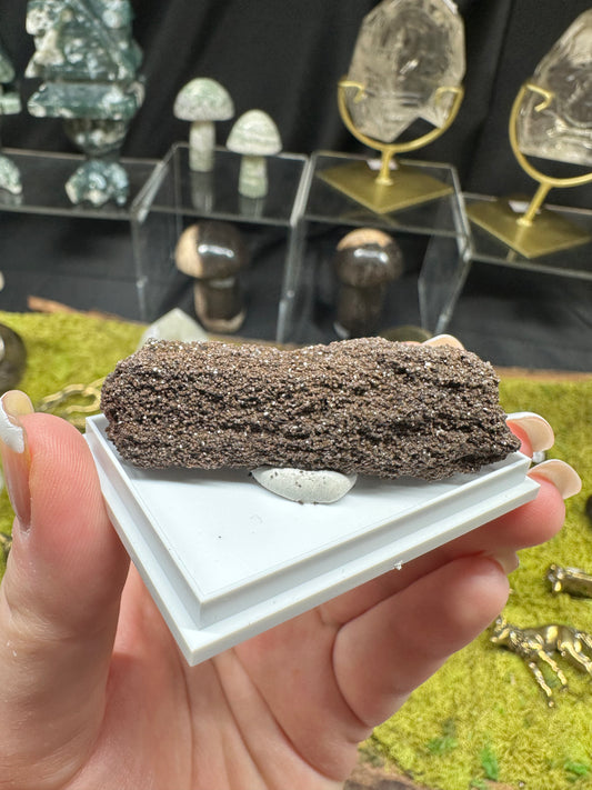 Permineralized Wood | Germany A