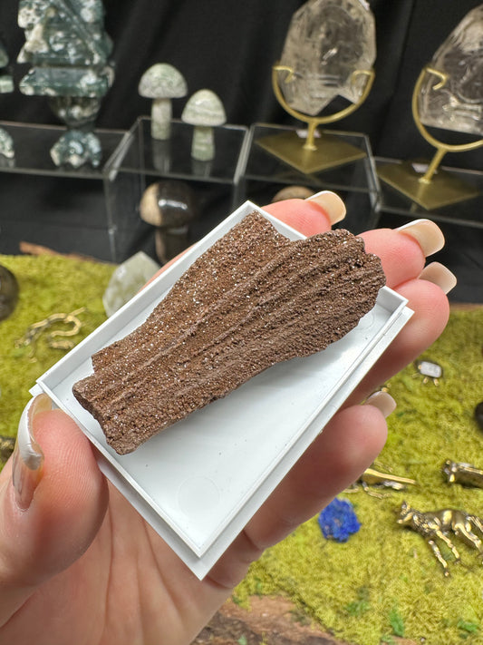 Permineralized Wood | Germany
