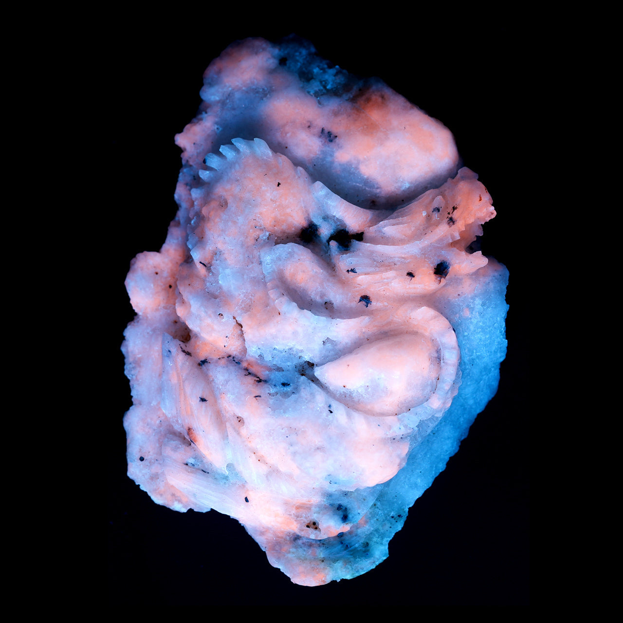 Starborn Fluorescent Hackmanite Hand Carved Dragon 219 cts - 1 piece