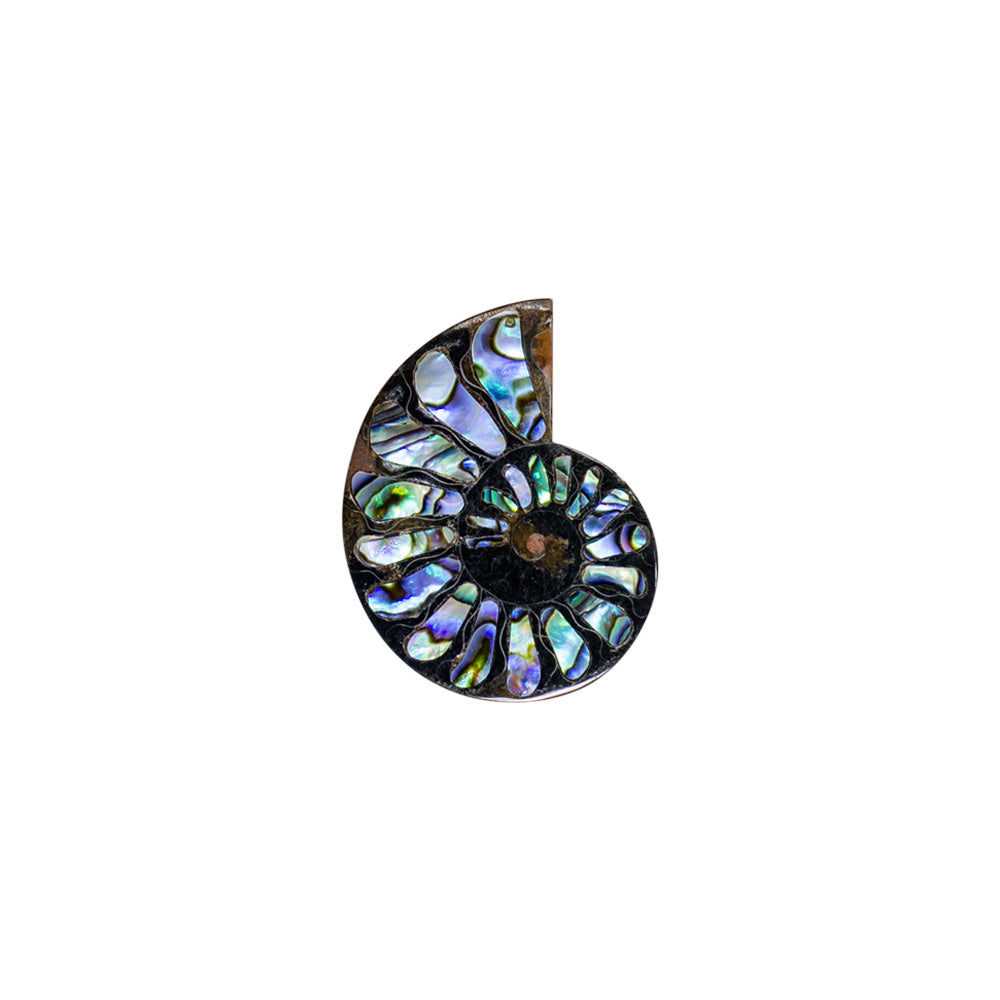 Starborn Ammonite Half with Abalone Inlay Cabochon 45-48mm - 1 Piece