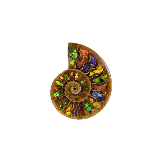 Starborn Ammonite Half with Ammolite Inlay Cabochon (55-60mm) - 1 Piece