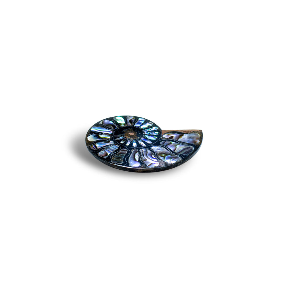 Starborn Ammonite Half with Abalone Inlay Cabochon 45-48mm - 1 Piece