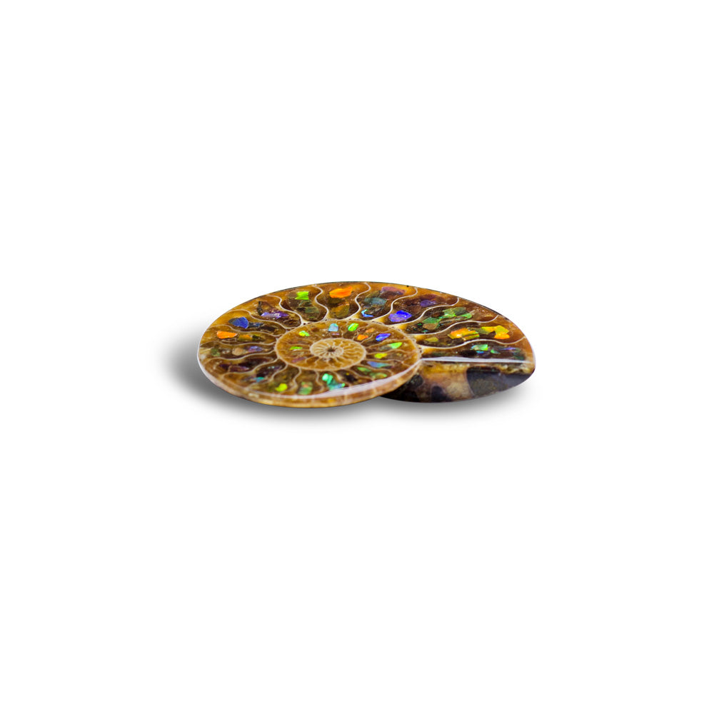 Starborn Ammonite Half with Ammolite Inlay Cabochon (55-60mm) - 1 Piece