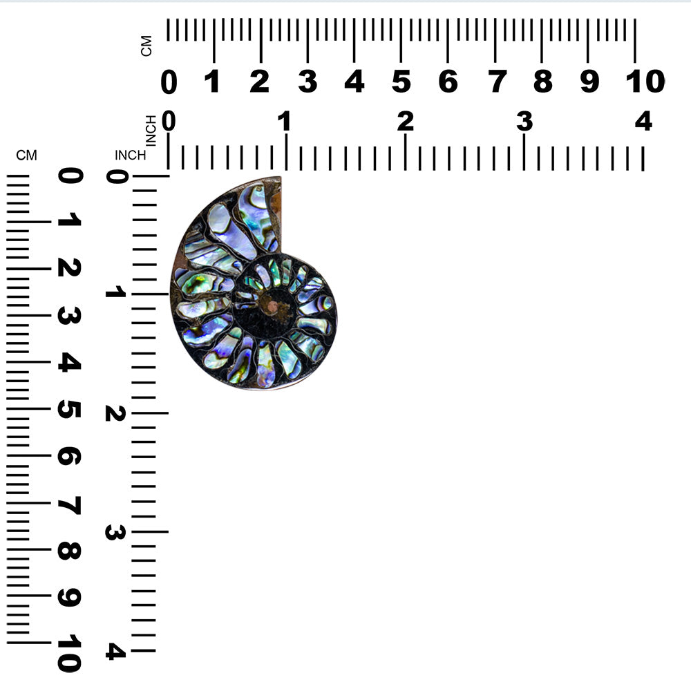 Starborn Ammonite Half with Abalone Inlay Cabochon 45-48mm - 1 Piece