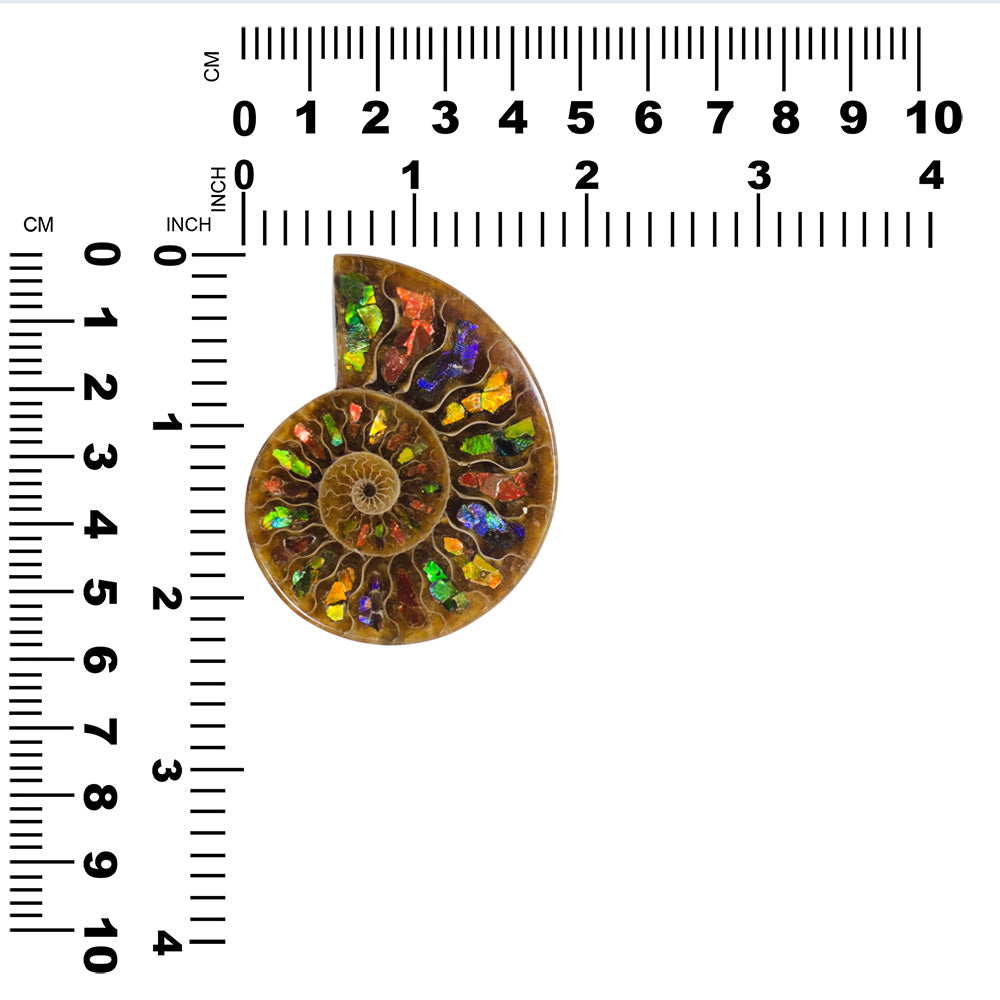 Starborn Ammonite Half with Ammolite Inlay Cabochon (55-60mm) - 1 Piece