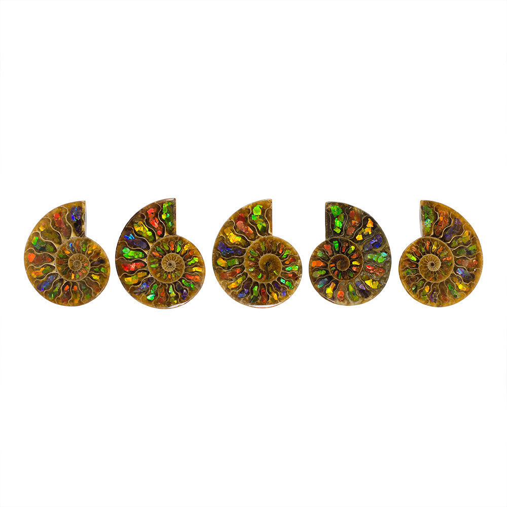 Starborn Ammonite Half with Ammolite Inlay Cabochon (55-60mm) - 1 Piece
