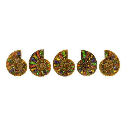 Starborn Ammonite Half with Ammolite Inlay Cabochon (55-60mm) - 1 Piece